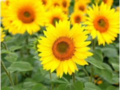 Plant de Tournesol Jaune